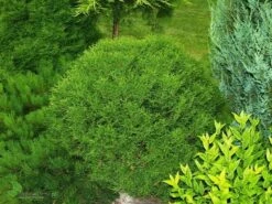 Żywotnik Zachodni Tuja Thuja Tiny Tim (C2)
