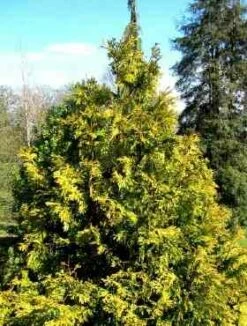 Żywotnikowiec Japoński 'Aurea'