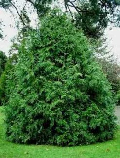 Żywotnikowiec Japoński (C2)