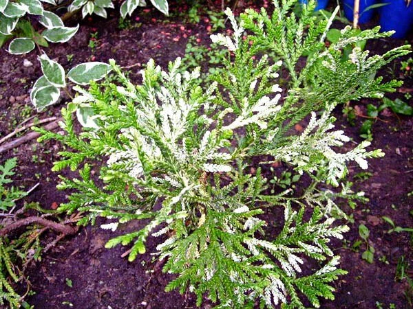 Żywotnikowiec Japoński Variegata Wiekowa Odmiana - obrazek 2