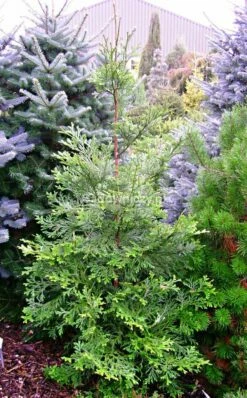 Żywotnikowiec Japoński Variegata Wiekowa Odmiana